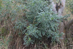 Zanthoxylum avicennae