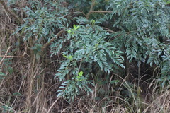 Zanthoxylum avicennae