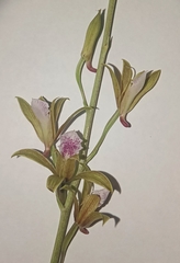 Eulophia graminea