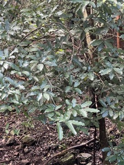 Tabernaemontana ventricosa