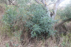 Zanthoxylum avicennae