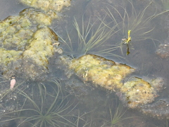 Isoetaceae