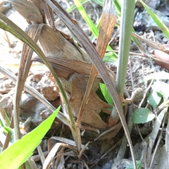 Eulophia graminea