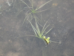 Isoetaceae