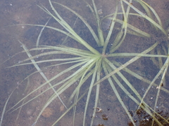 Isoetaceae