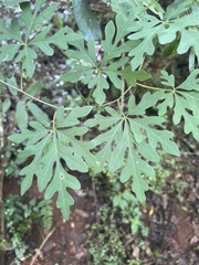 Adenia digitata