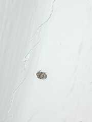 Dermestidae