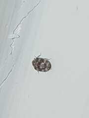 Dermestidae