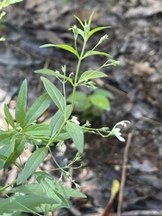 Teucrium