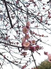 Amygdalus