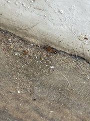 Trichomyrmex destructor