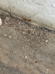 Trichomyrmex destructor