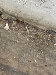 Trichomyrmex destructor