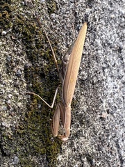 Mantis religiosa