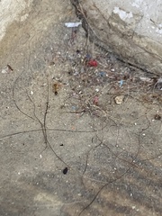 Trichomyrmex destructor