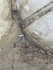 Trichomyrmex destructor