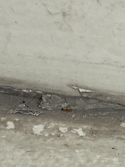 Trichomyrmex destructor