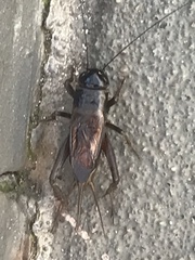 Teleogryllus commodus