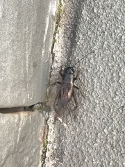 Teleogryllus commodus