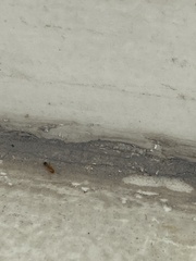 Trichomyrmex destructor