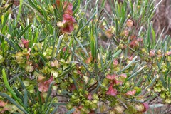 Dodonaea viscosa angustissima