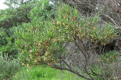 Dodonaea viscosa angustissima