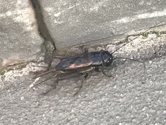 Teleogryllus commodus