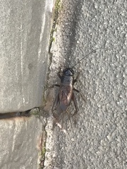 Teleogryllus commodus