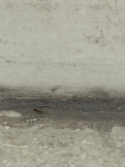 Trichomyrmex destructor