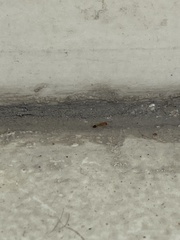 Trichomyrmex destructor