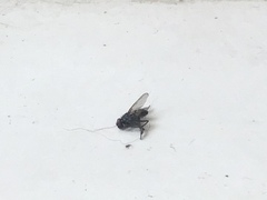 Musca domestica
