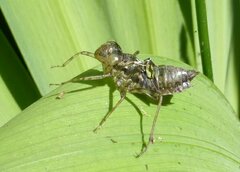 Sympetrum sanguineum
