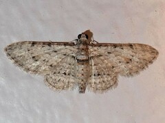 Sigilliclystis insigillata