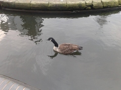 Branta canadensis