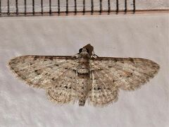 Sigilliclystis insigillata