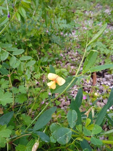 Lathyrus hierosolymitanus, photograph 6