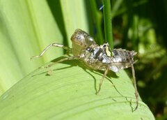 Sympetrum sanguineum