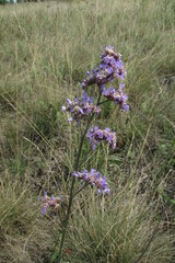 Limonium tomentellum
