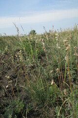 Allium praescissum