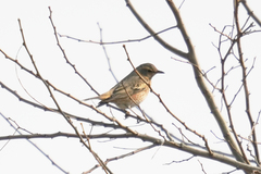 Turdus naumanni