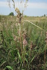 Allium praescissum