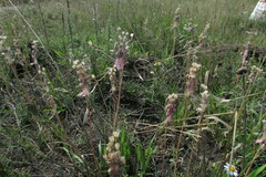 Allium praescissum