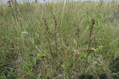Pedicularis dasystachys
