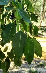 Eucalyptus dawsonii