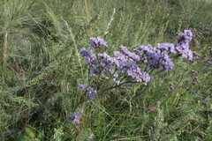 Limonium tomentellum