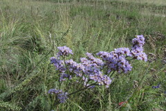 Limonium tomentellum