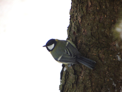 Parus major
