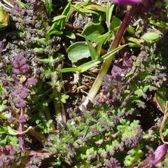 Pedicularis kerneri