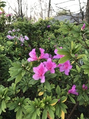 Rhododendron