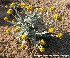 Helichrysum stoechas
